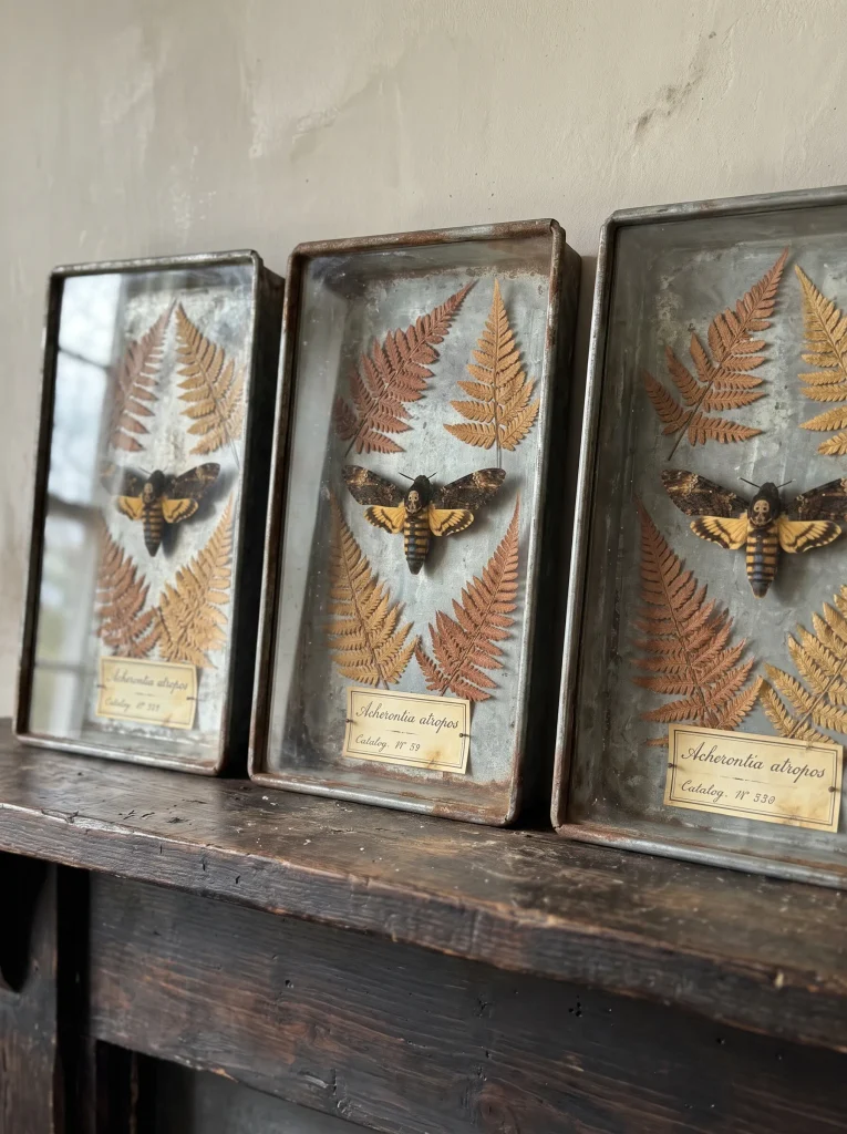 Antique Zinc Specimen Trays with Dried Entomological Moths and Skeletons