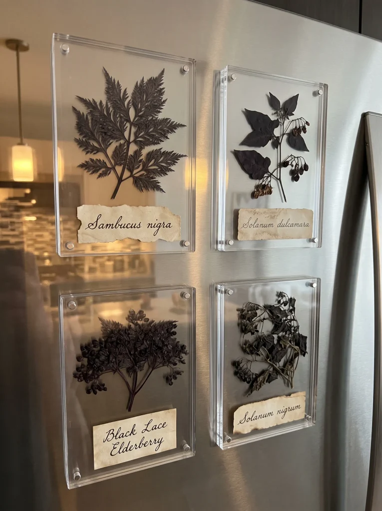 Magnetic Refrigerator Herbarium Botanicals with Pressed Poison Garden Herbs